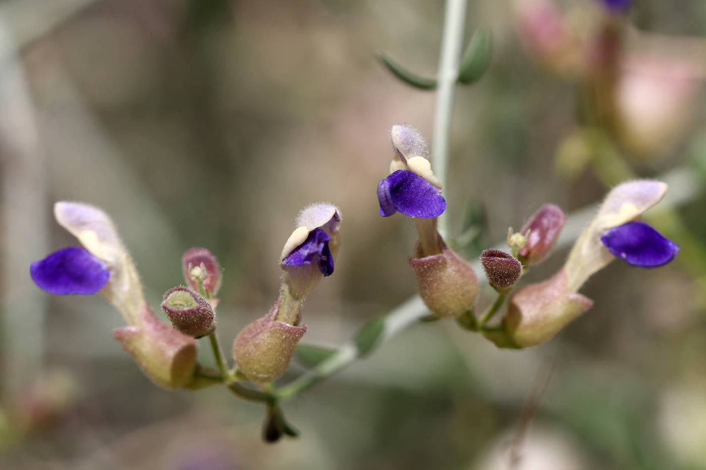 Salazaria mexicana image