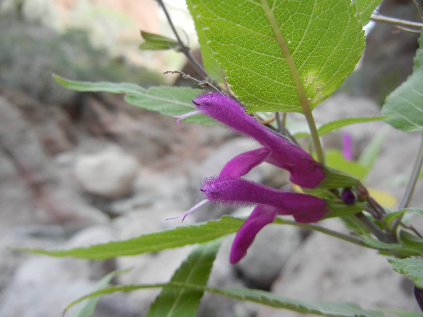 Salvia peninsularis image