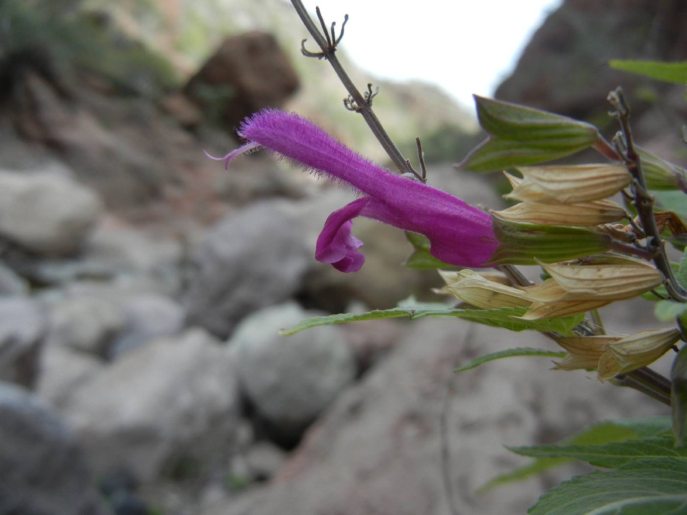 Salvia peninsularis image