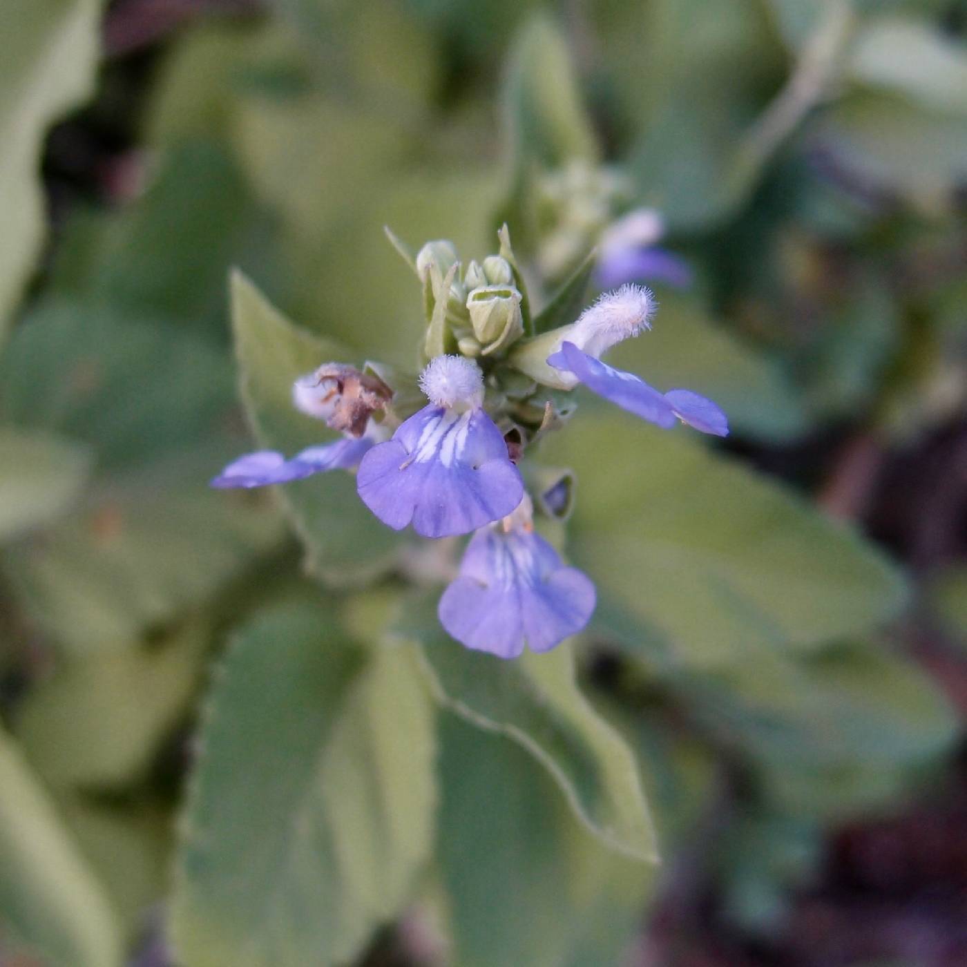 Salvia similis image