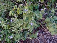 Salvia similis image