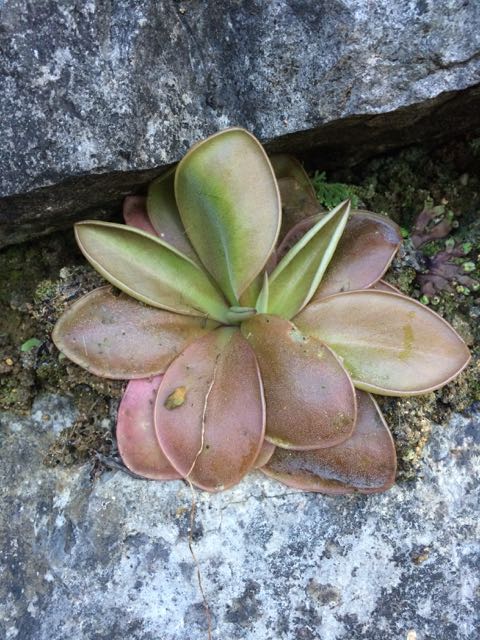 Pinguicula moranensis image