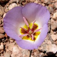 Image of Calochortus flexuosus