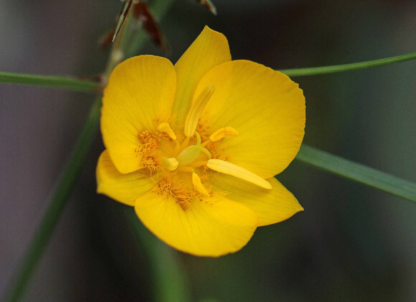 Calochortus venustulus image