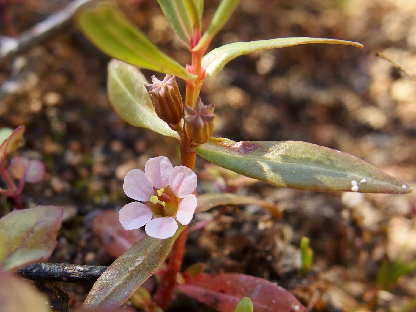 Ammannia robusta image