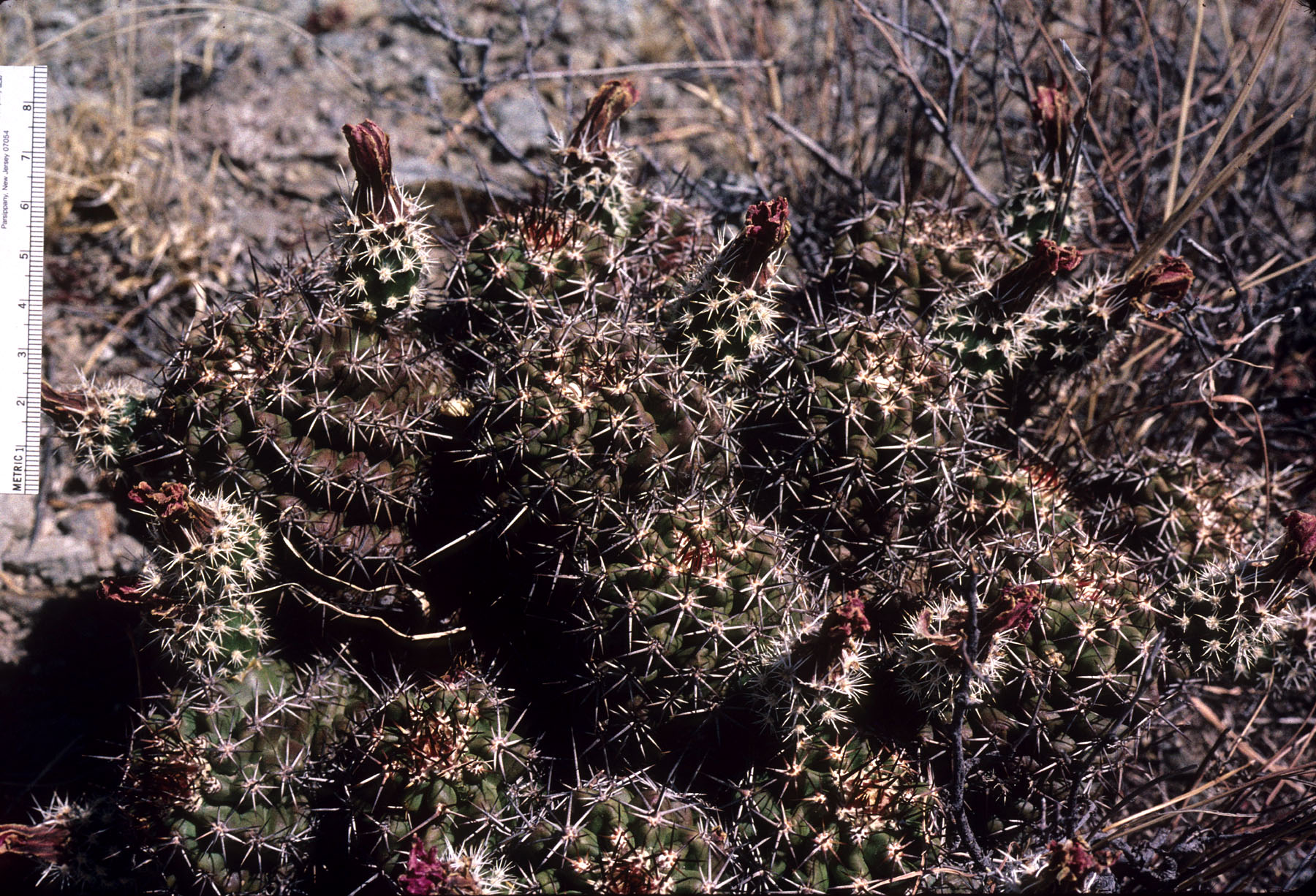 Echinocereus fendleri var. rectispinus image