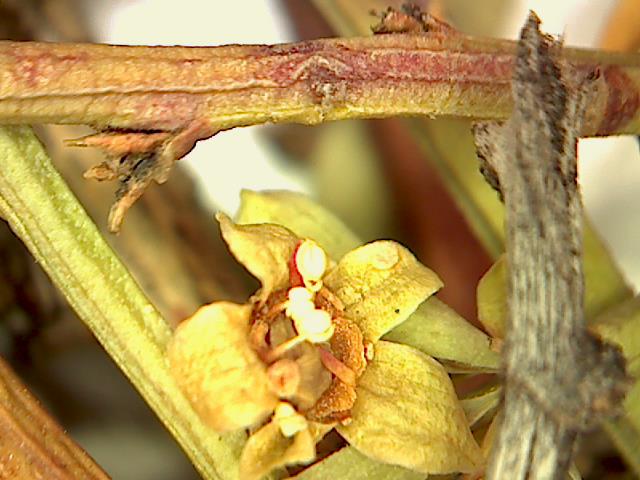 Glossopetalon spinescens var. aridum image