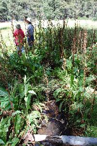 Rumex orthoneurus image