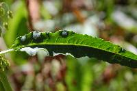 Rumex orthoneurus image