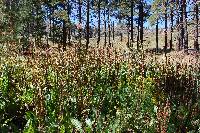 Rumex orthoneurus image