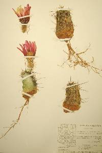 Echinocereus fendleri image