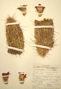 Echinocereus fasciculatus image