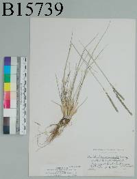 Muhlenbergia wrightii image