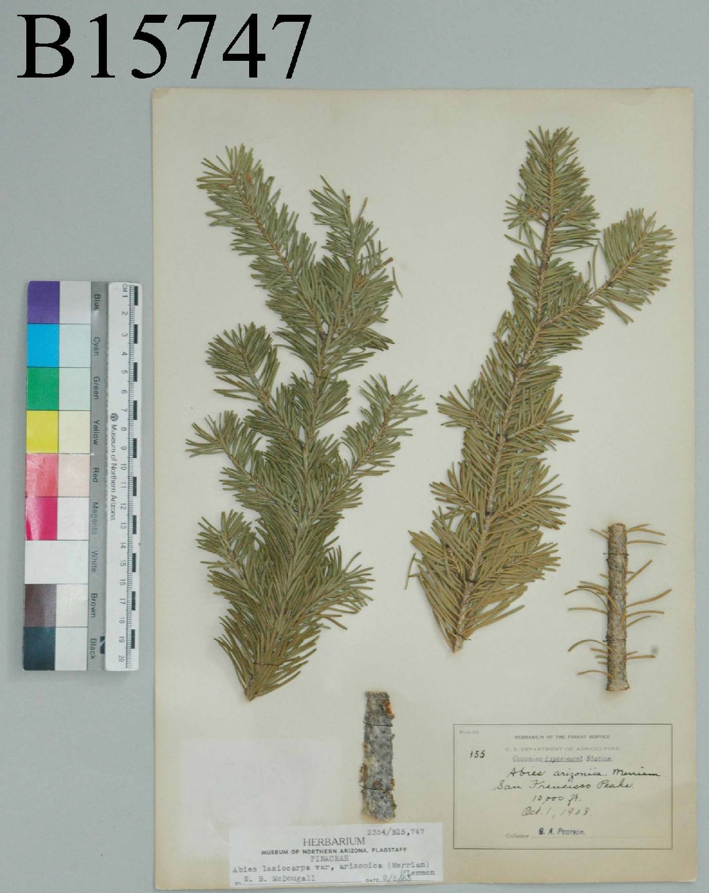 Abies lasiocarpa subsp. arizonica image