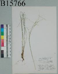 Hesperostipa comata image