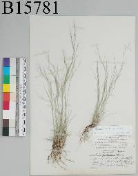 Aristida arizonica image