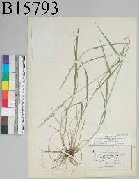 Elymus repens image