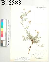 Astragalus humistratus image