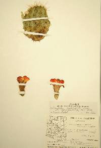 Echinocereus coccineus image