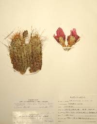 Echinocereus fasciculatus image