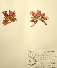 Echinocereus engelmannii image