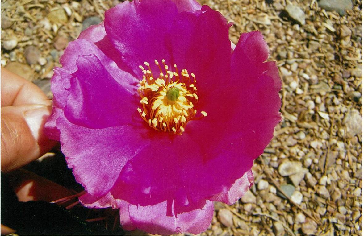 Opuntia pinkavae image