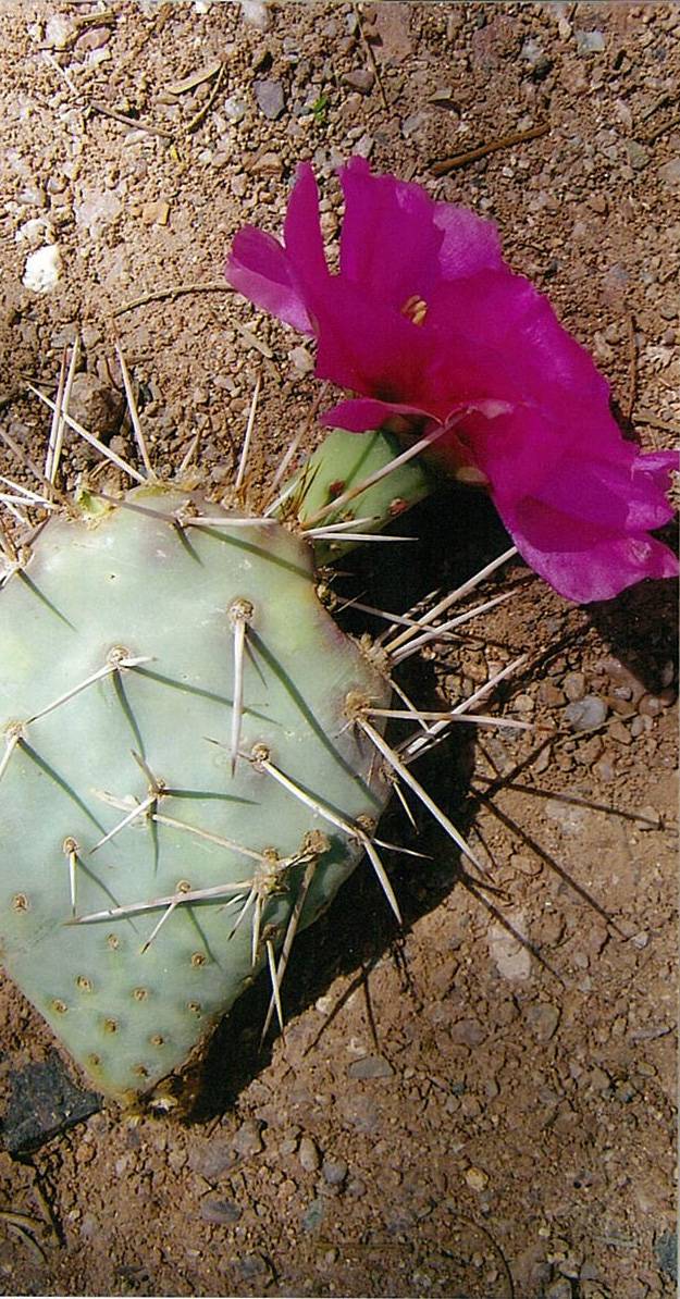 Opuntia pinkavae image