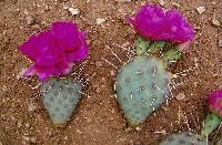 Opuntia pinkavae image