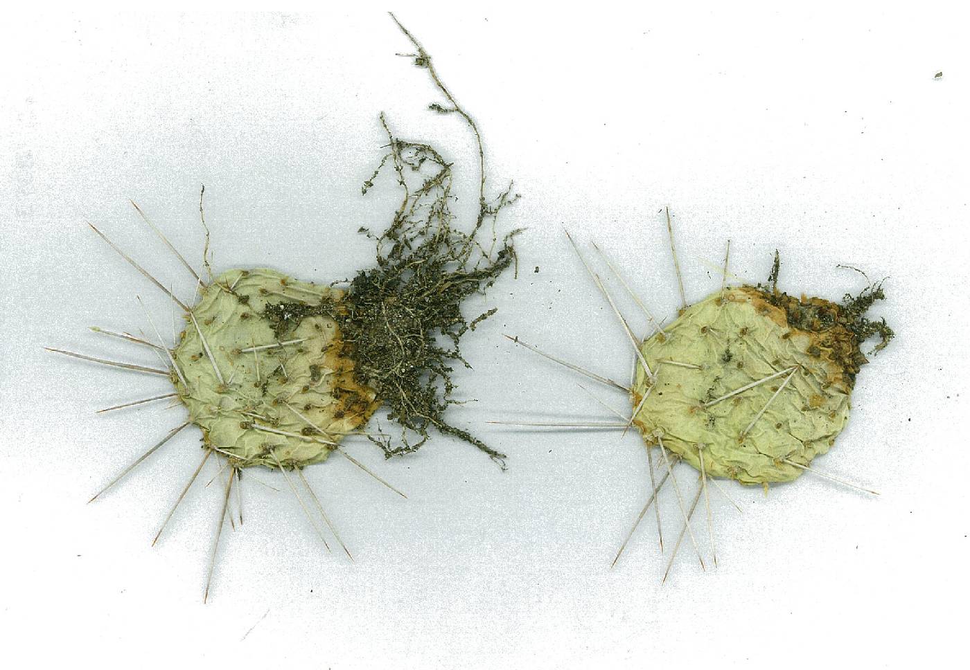 Opuntia pinkavae image