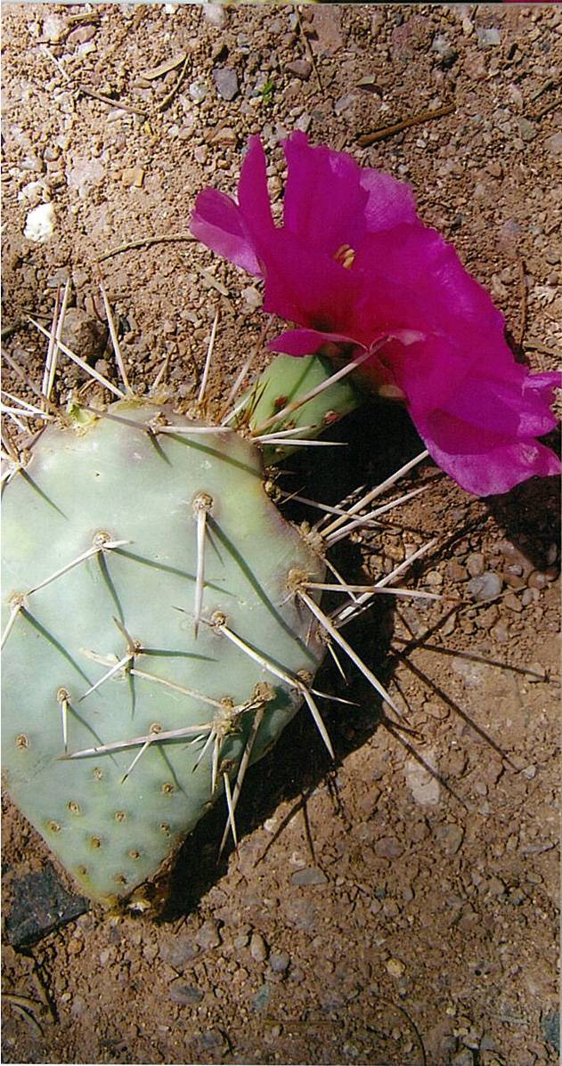 Opuntia pinkavae image