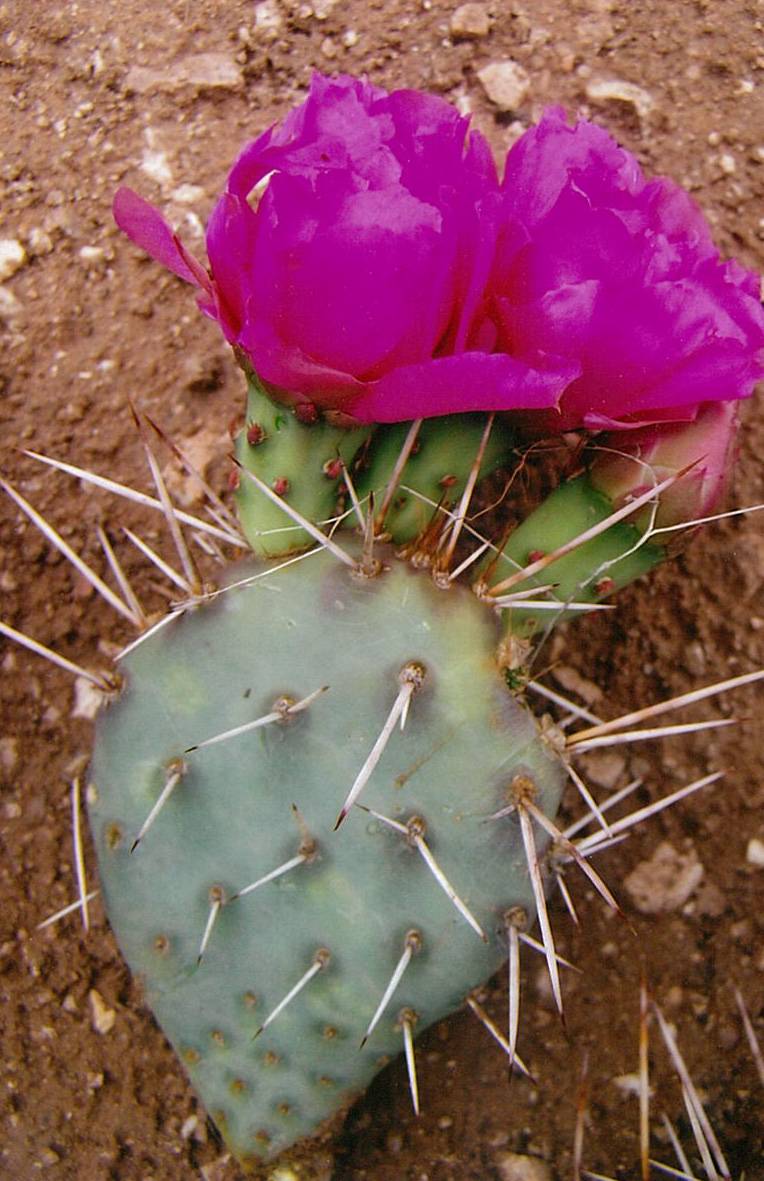 Opuntia pinkavae image