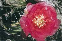 Opuntia phaeacantha image