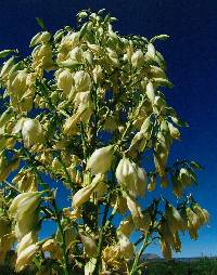 Yucca elata var. verdiensis image