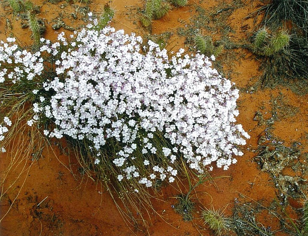 Penstemon ambiguus var. laevissimus image