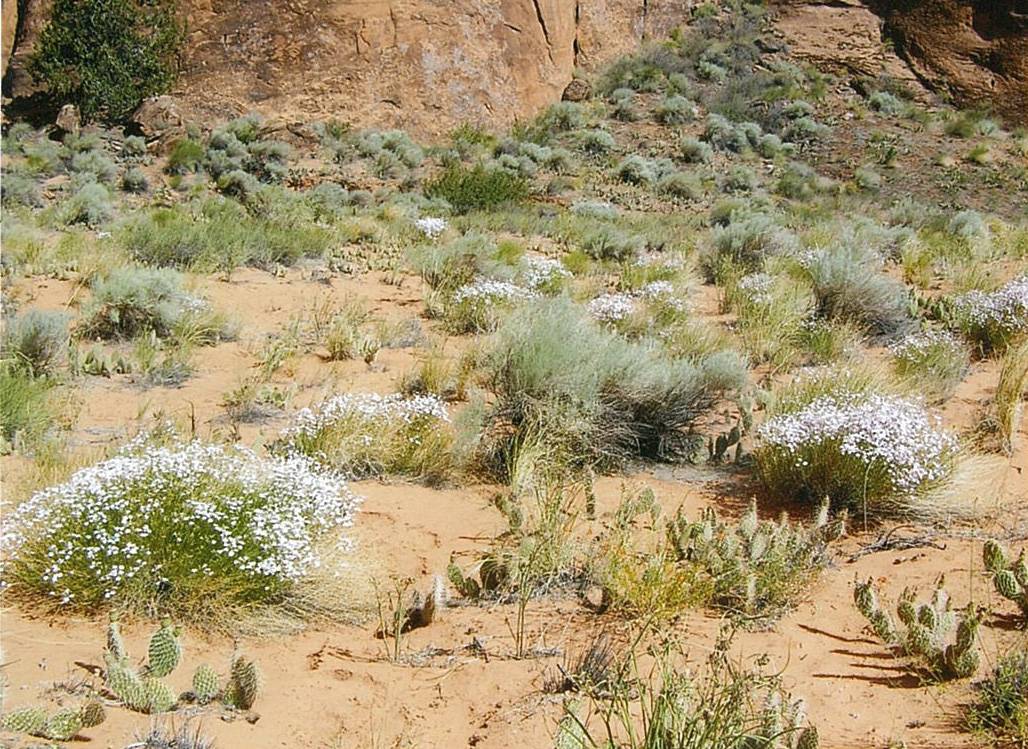 Penstemon ambiguus var. laevissimus image