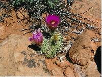 Echinocereus fasciculatus image