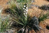 Yucca baileyi image