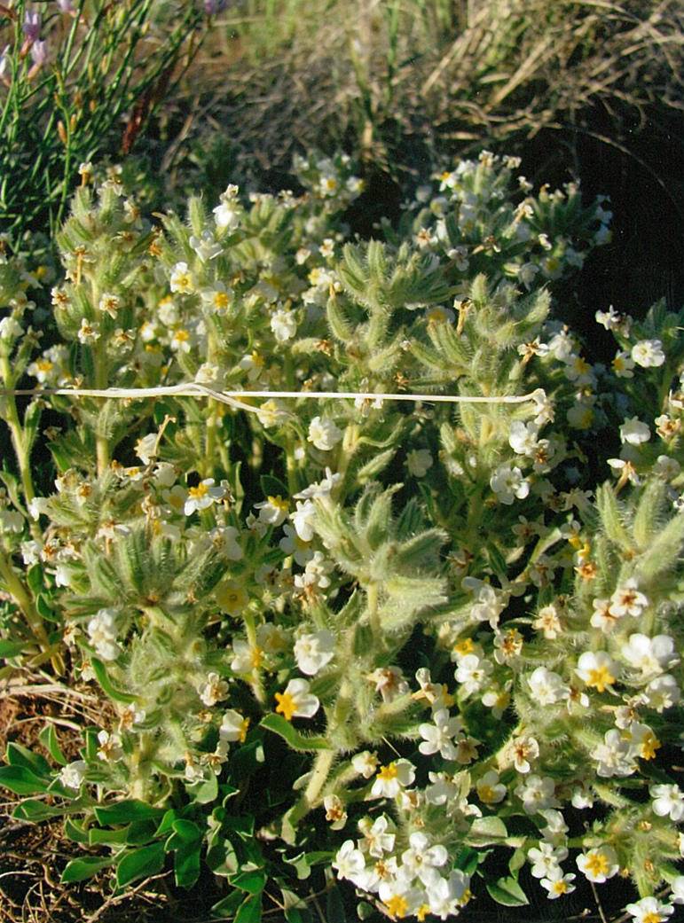 Cryptantha fulvocanescens image