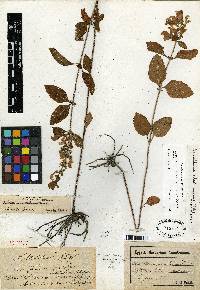 Scutellaria alabamensis image