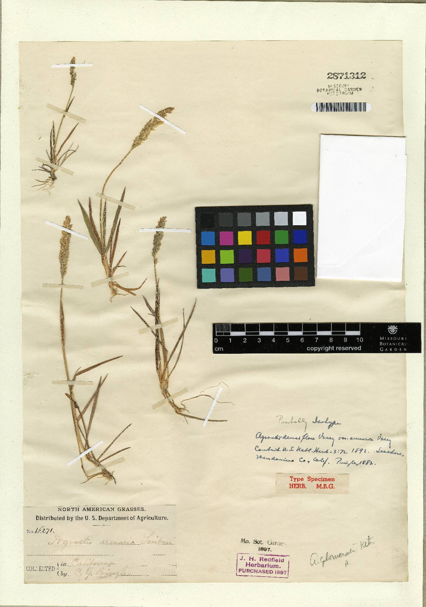 Agrostis densiflora image