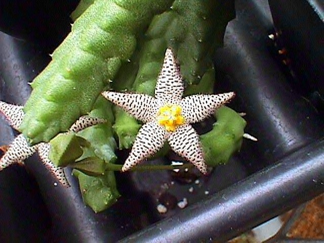 Ceropegia geminata subsp. geminata image