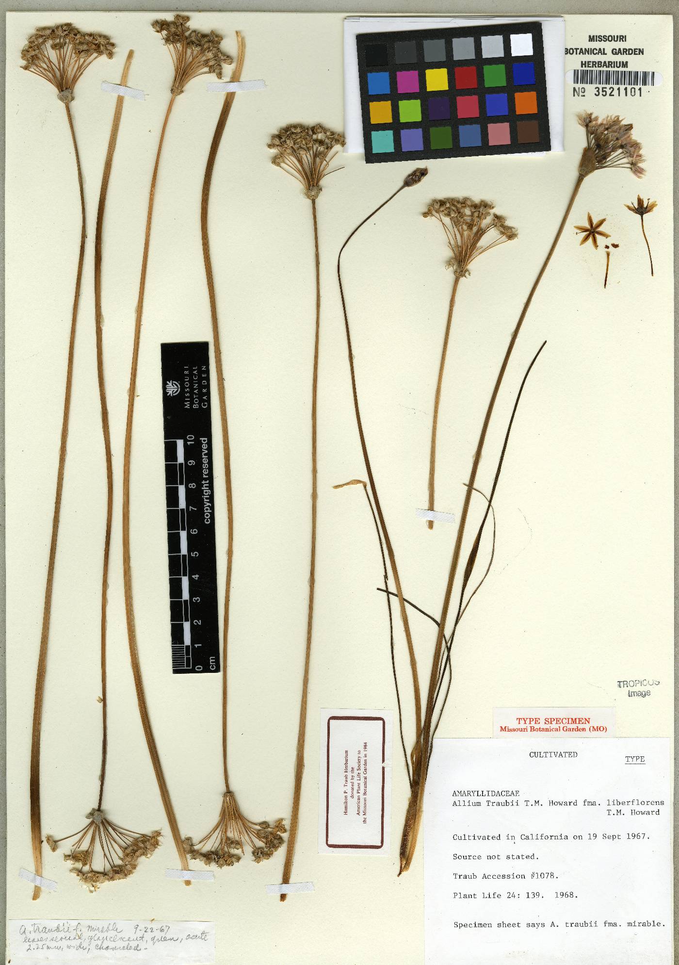 Allium traubii image