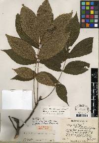 Carya texana image