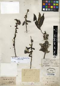 Salix caroliniana image