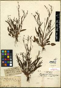 Ranunculus pusillus var. angustifolius image