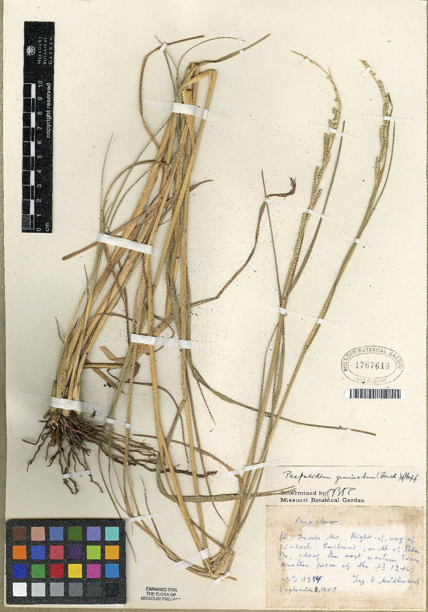 Paspalidium geminatum var. geminatum image