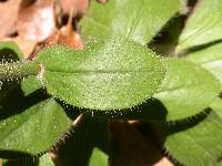 Hieracium gronovii image