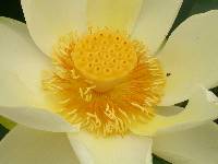 Nelumbo lutea image