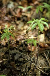 Isotria verticillata image