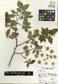 Ulmus procera image